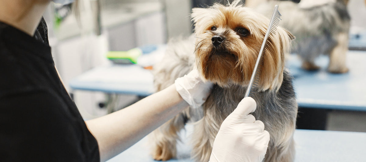 Pet Feeding