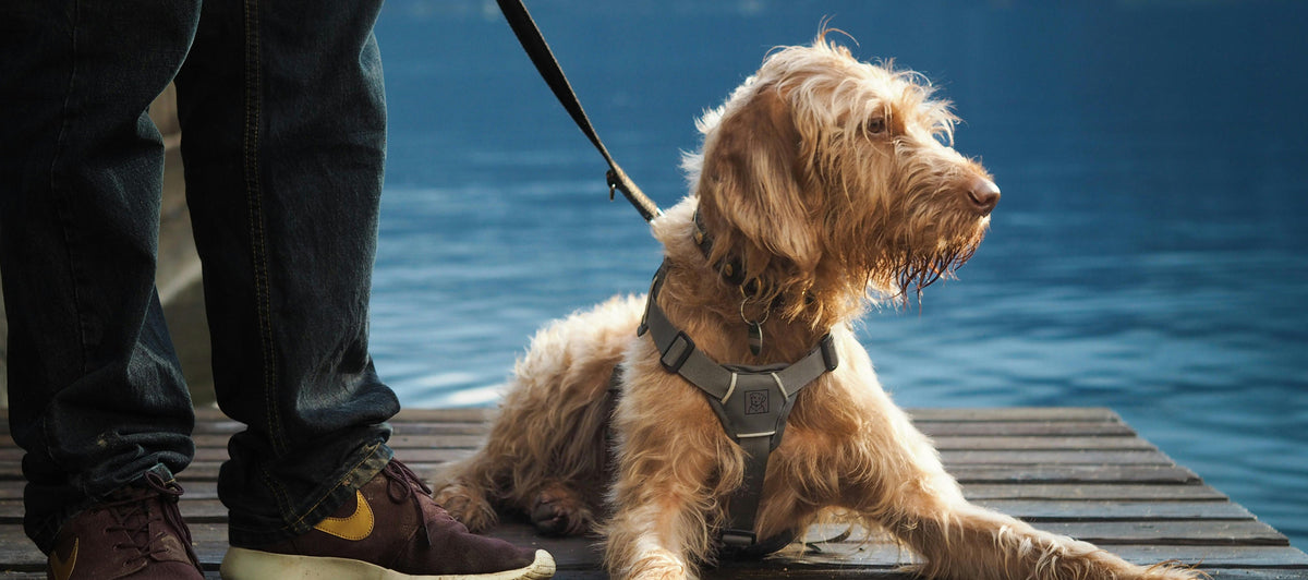 Pet Safety & Training
