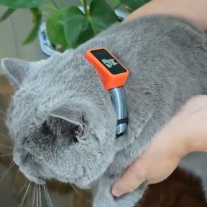 PawiSition Cat GPS Tracker: Real-Time Location & Activity Monitor