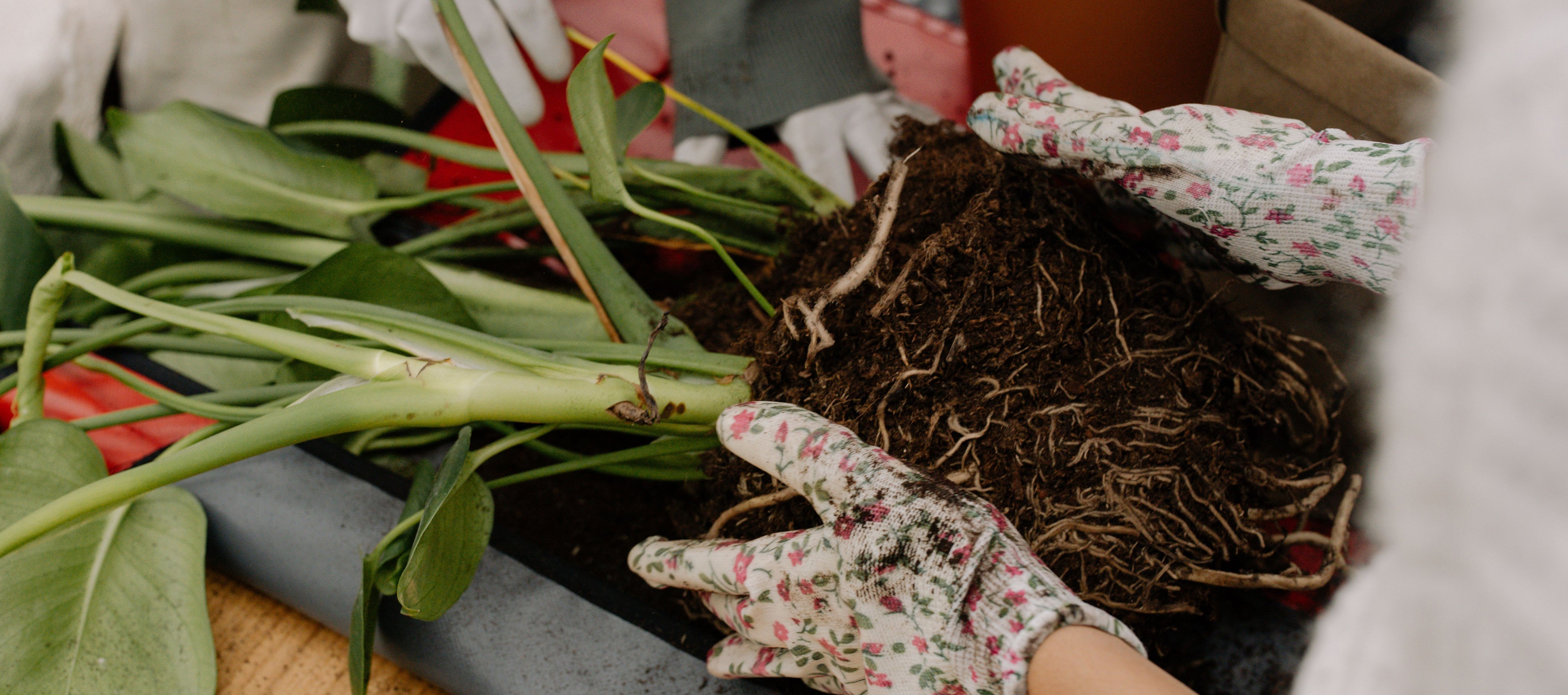 Indoor Plant Care