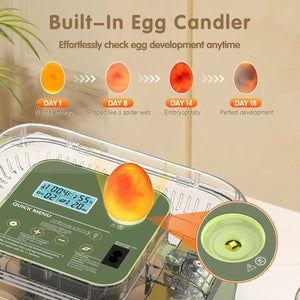 EggOriva