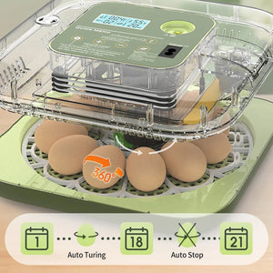 EggOriva