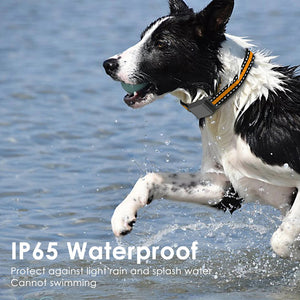 PawiTrack 4G Cat GPS Tracker & Activity Monitor | Real-Time Tracking UK