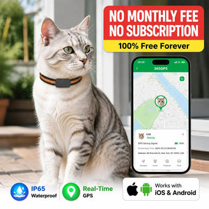 PawiTrack 4G Cat GPS Tracker & Activity Monitor | Real-Time Tracking UK