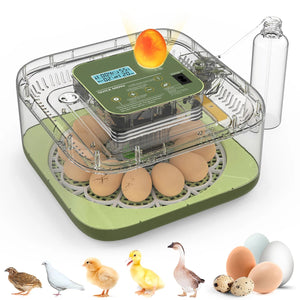 EggOriva